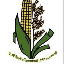 ศูนย์วิจัยข้าวโพดและข้าวฟ่างแห่งชาติ ขยายเวลารับสมัครบุคคลเพื่อปฏิบัติงาน 1 อัตรา เงินเดือน 15,000 บาท ตั้งเเต่บัดนี้ - 22 ต.ค. 2569